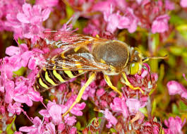 Attēlu rezultāti vaicājumam “Bembix rostrata”