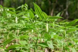 Attēlu rezultāti vaicājumam “Diderma simplex sessile”