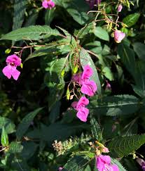 Attēlu rezultāti vaicājumam “Impatiens glandulifera flower”