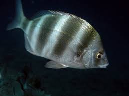 Image result for Diplodus cervinus