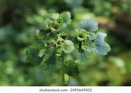 Attēlu rezultāti vaicājumam “Chrysosplenium alternifolium leaf”