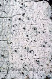 Attēlu rezultāti vaicājumam “Stictis”