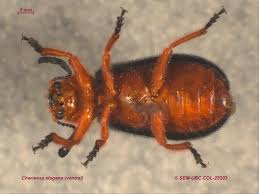 Attēlu rezultāti vaicājumam “Cleridae”