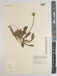 Attēlu rezultāti vaicājumam “Taraxacum officinale aggr.”