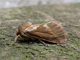 Attēlu rezultāti vaicājumam “Hepialus lupulinus”