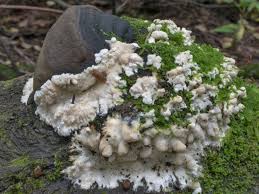 Attēlu rezultāti vaicājumam “Junghuhnia pseudozilingiana”