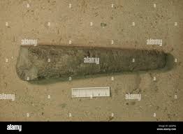 Attēlu rezultāti vaicājumam “Endoceras”