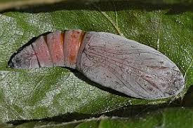 Attēlu rezultāti vaicājumam “Enargia paleacea”