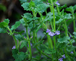 Image result for Glechoma hederacea