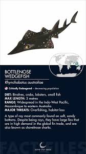 Image result for Rhynchobatus australiae