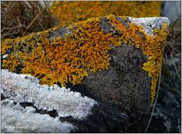 Attēlu rezultāti vaicājumam “Xanthoria fulva”