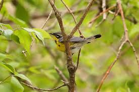 Image result for Dendroica magnolia