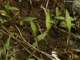 Attēlu rezultāti vaicājumam “Ranunculus flammula”