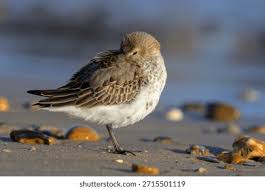Attēlu rezultāti vaicājumam “Calidris alpina adult”