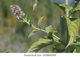 Attēlu rezultāti vaicājumam “Mentha longifolia”