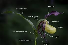 Attēlu rezultāti vaicājumam “Cypripedium calceolus leaf”