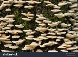 Attēlu rezultāti vaicājumam “Climacocystis borealis”