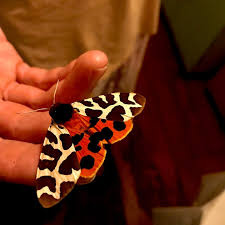 Attēlu rezultāti vaicājumam “Arctia caja”