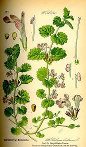 Attēlu rezultāti vaicājumam “Glechoma hederacea flower”