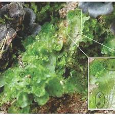 Attēlu rezultāti vaicājumam “Blasia pusilla sporophyte”