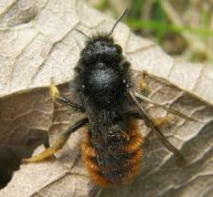 Attēlu rezultāti vaicājumam “Osmia bicolor”