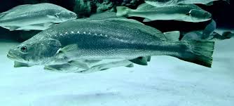 Image result for Argyrosomus coronus