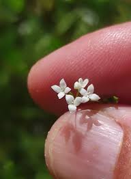 Attēlu rezultāti vaicājumam “Galium elongatum leaf”