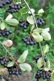 Attēlu rezultāti vaicājumam “x Sorbaronia fallax”