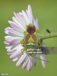 Attēlu rezultāti vaicājumam “Acanthosoma haemorrhoidale”