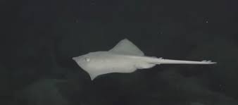 Image result for Amblyraja hyperborea