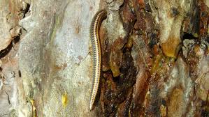 Attēlu rezultāti vaicājumam “Ommatoiulus sabulosus aimatopodus”