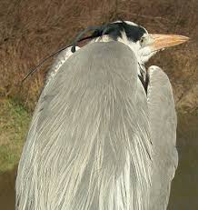 Attēlu rezultāti vaicājumam “Ardea cinerea adult”