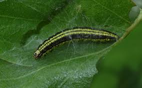 Attēlu rezultāti vaicājumam “Ortholepis betulae”