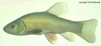 Image result for Tinca tinca