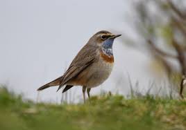 Attēlu rezultāti vaicājumam “Luscinia svecica adult”