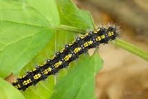 Attēlu rezultāti vaicājumam “Callimorpha dominula larva”