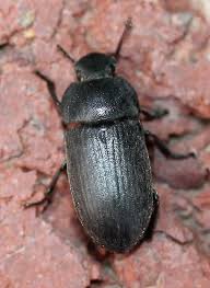 Attēlu rezultāti vaicājumam “Tenebrionidae”