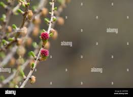Attēlu rezultāti vaicājumam “Larix kaempferi fruit”