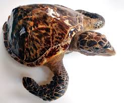 Image result for Eretmochelys imbricata