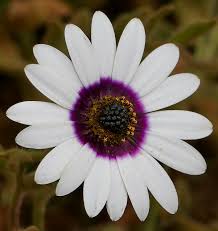 Image result for Dimorphotheca pluvialis