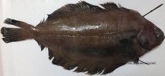 Image result for Myzopsetta ferruginea