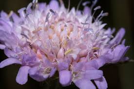 Image result for Knautia dipsacifolia