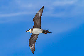 Attēlu rezultāti vaicājumam “Stercorarius parasiticus adult”