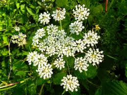 Attēlu rezultāti vaicājumam “Peucedanum palustre leaf”