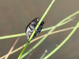Attēlu rezultāti vaicājumam “Hydrochara caraboides”