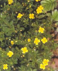 Image result for Potentilla tormentilla