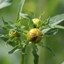 Attēlu rezultāti vaicājumam “Bidens frondosa flower”