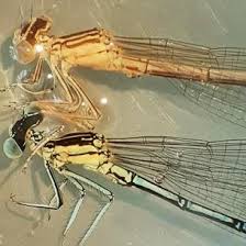 Attēlu rezultāti vaicājumam “Platycnemis pennipes”