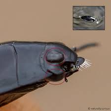 Attēlu rezultāti vaicājumam “Gyrinidae”