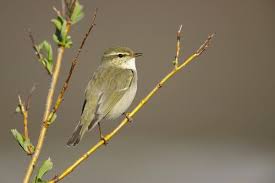 Image result for Phylloscopus borealis